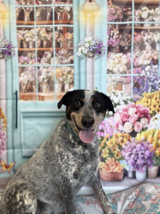 Picture of the Animal Listed